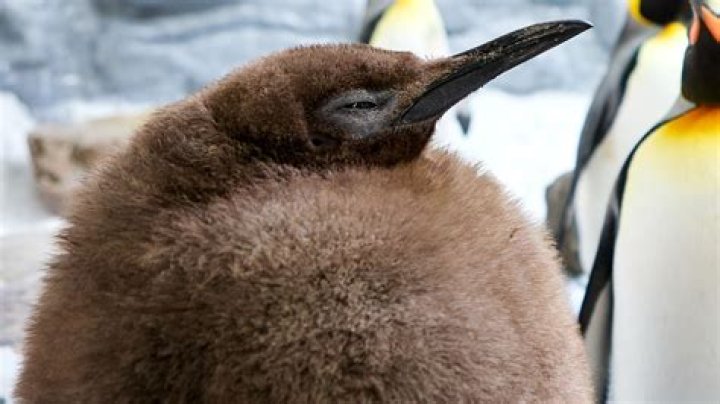 Are Penguin and Riddler enemies?