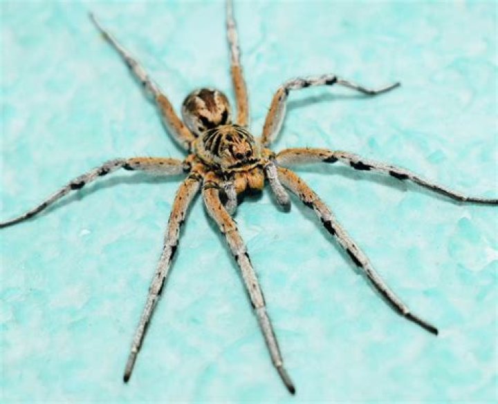 Are wolf spiders Harry?