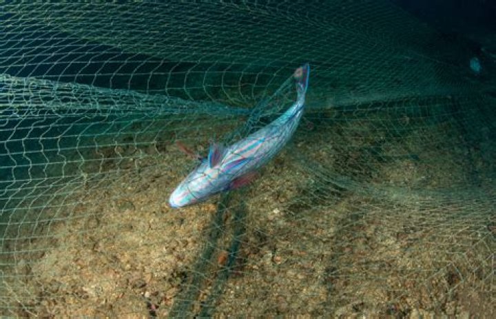 Can a gill hooked fish survive?
