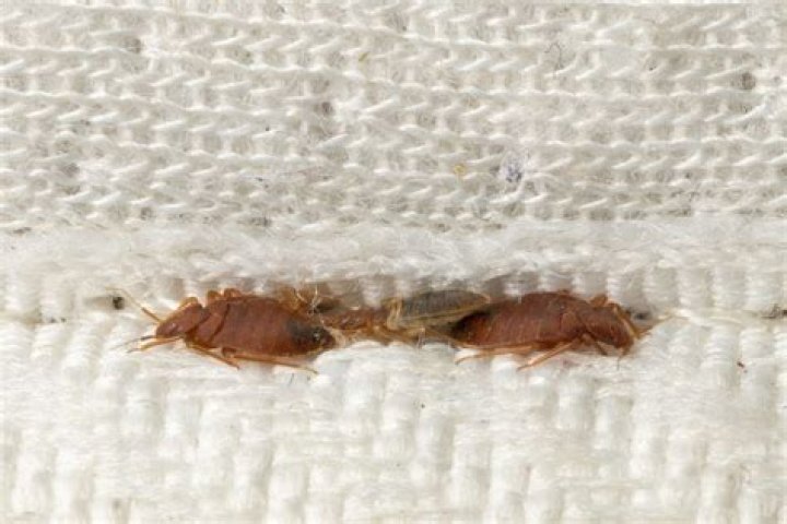 Can bed bugs drop from the ceiling?