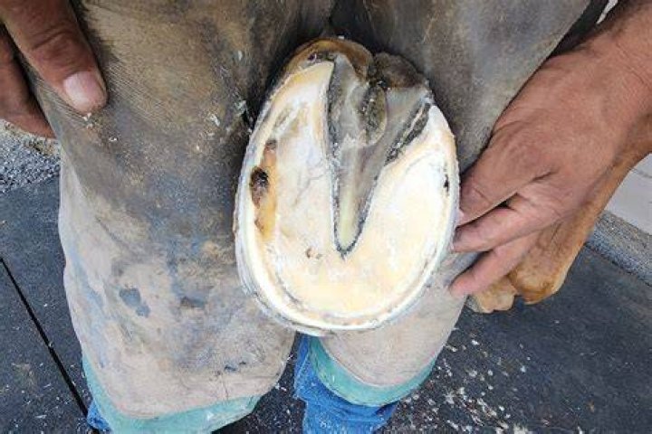 Can horses get too much salt?