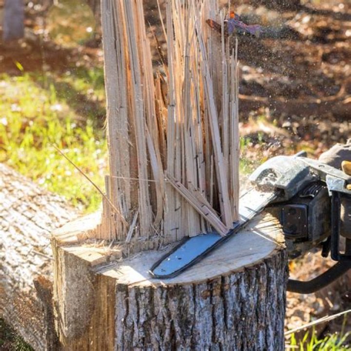 Can you cut roots with a chainsaw?