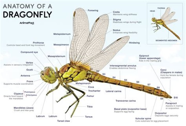 Do dragonflies see 360?