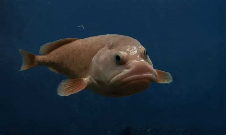 Do gold fish get bored?
