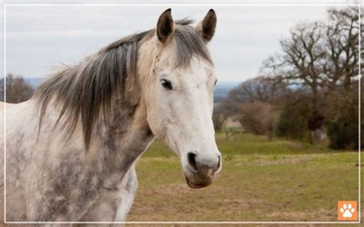 Do horses grey as they age?