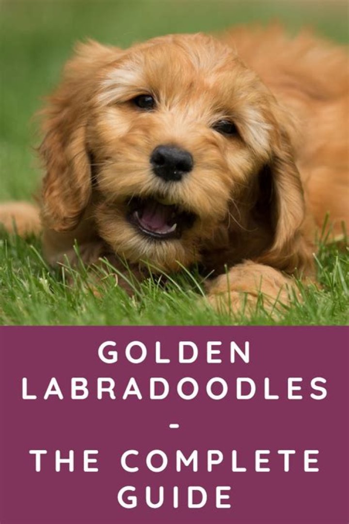 Do Labradoodles smell?