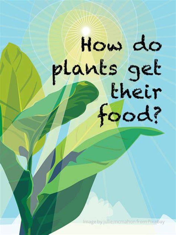 Do plants get mad?