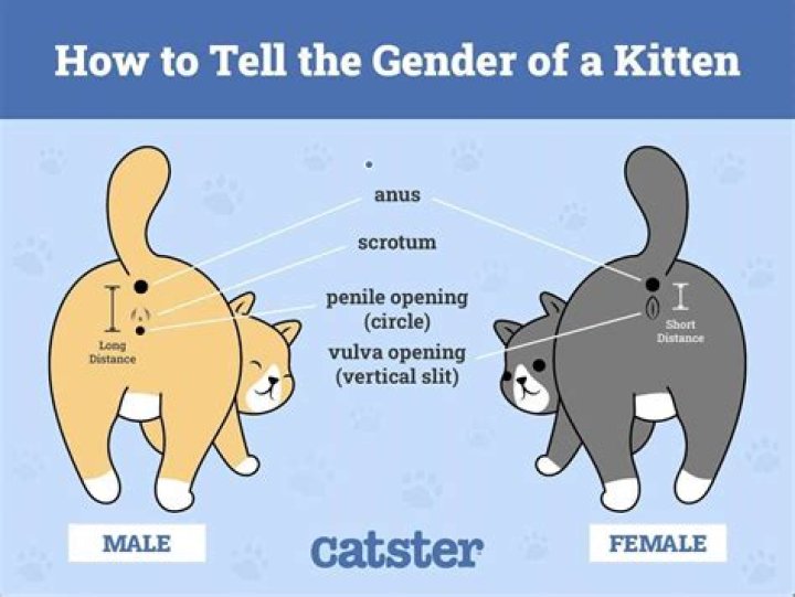 Does my cat know my gender?