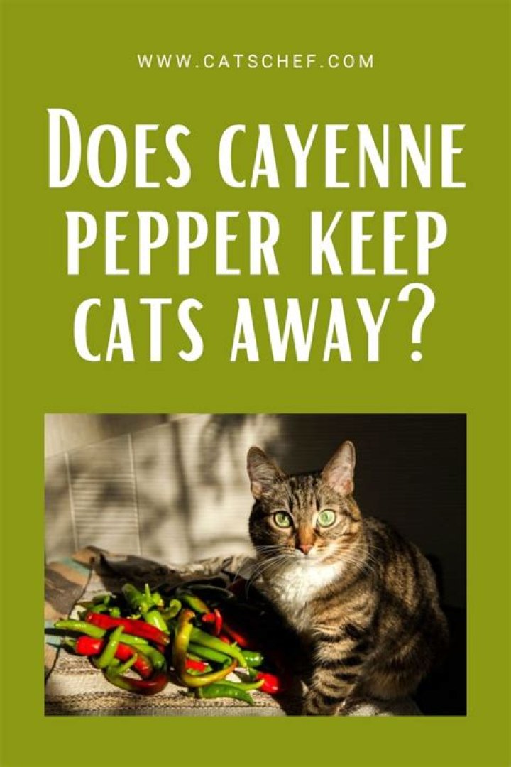 How do you keep unwanted cats away?