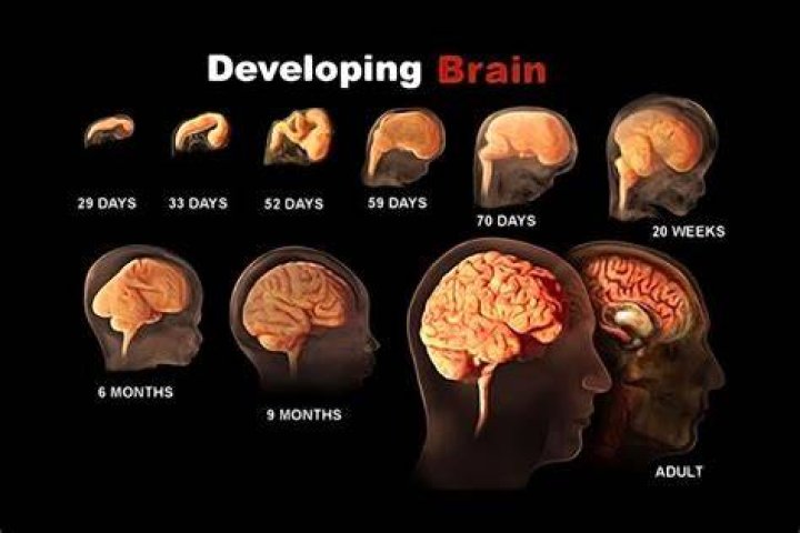 How much does our brain shrink by age 70?
