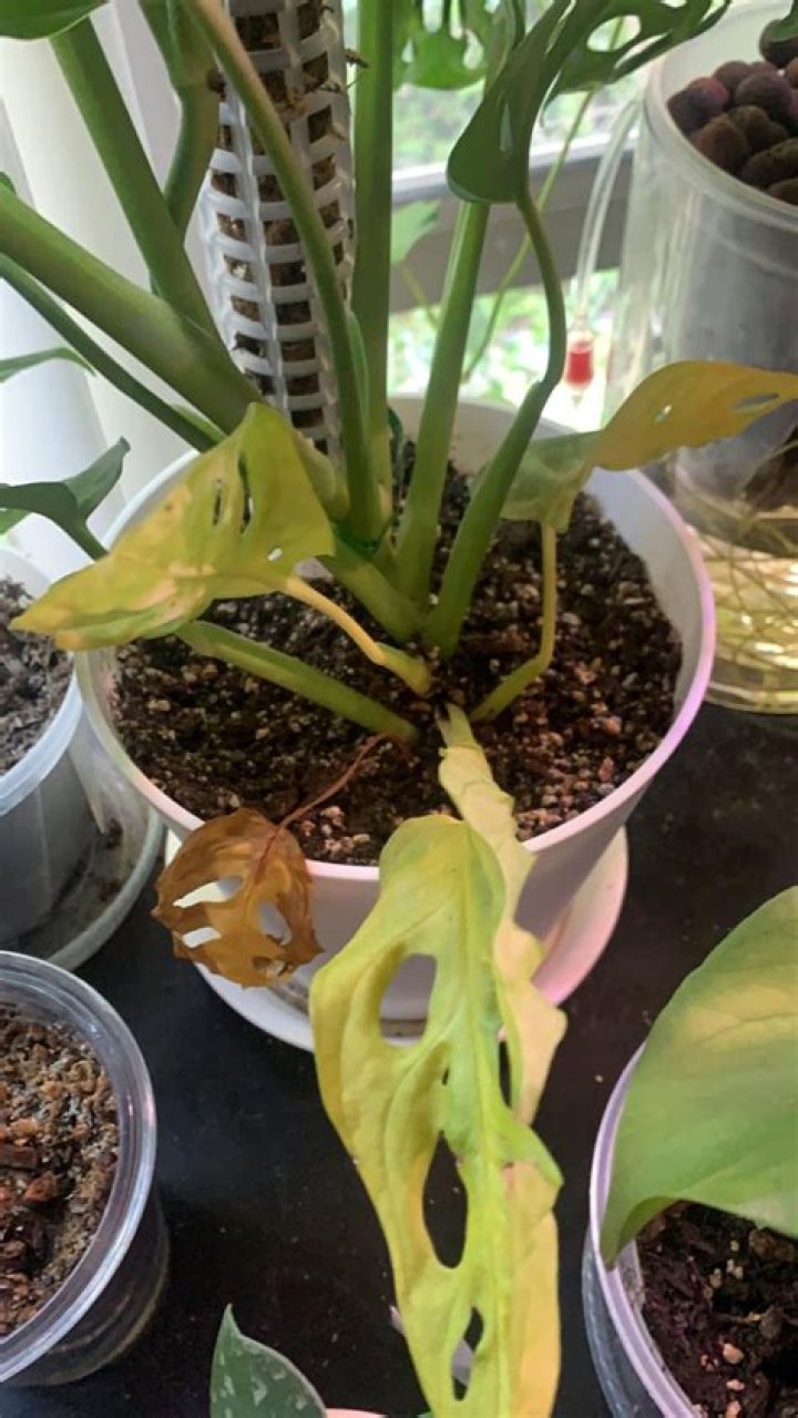 Why are bottom leaves turning yellow?