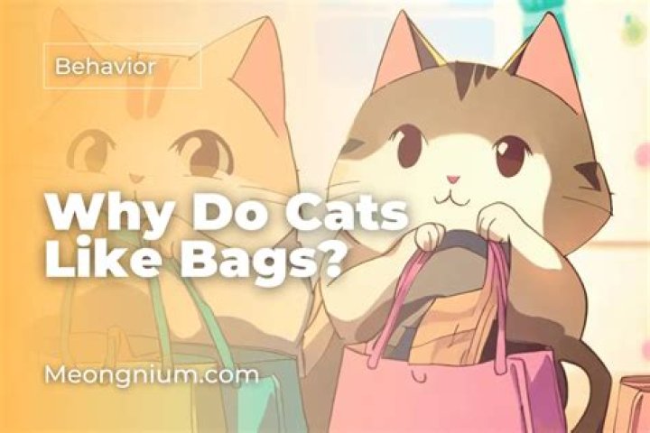 Why do cats like crinkly bags?