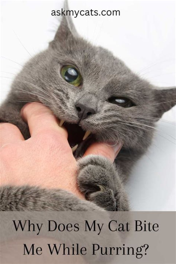 Why does my cat purr and bite me?